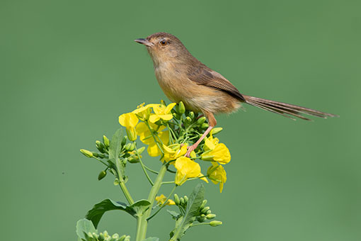 Oiseaux et fleurs dans le sud-est de la Chine