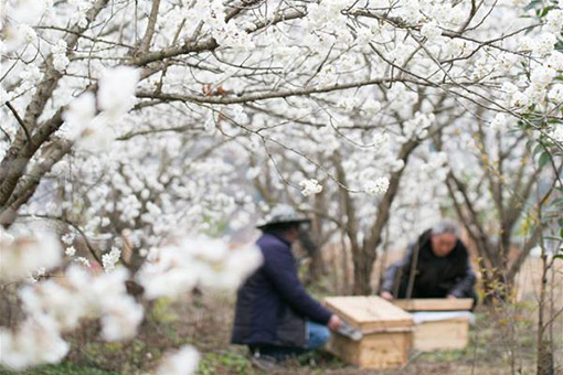 Paysage de cerisiers en fleurs dans le Guizhou en Chine