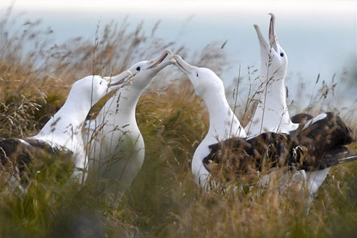 Nouvelle-Zélande : albatros royaux du Nord