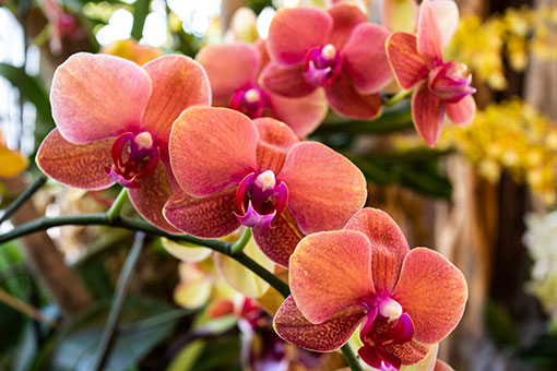 Une exposition d'orchidées dans l'Etat de l'Illinois aux Etats-Unis