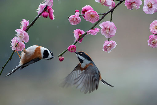 Des oiseaux et des fleurs de prunier dans l'est de la Chine