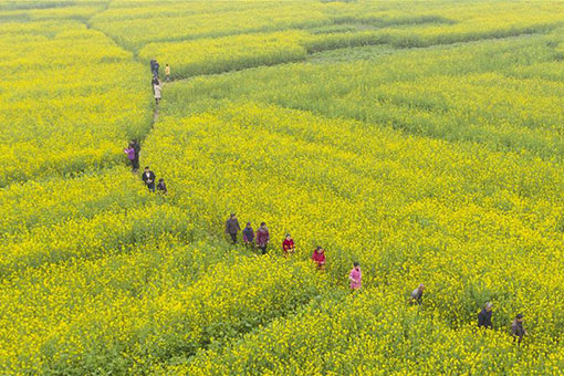 Champs de colza en fleurs dans l'est de la Chine
