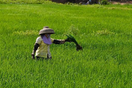 Travaux agricoles au début du printemps dans le sud de la Chine