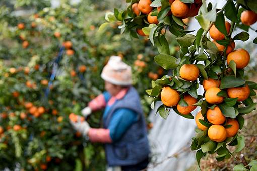 Chine: récolte des oranges au Guizhou