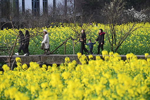 Chine: fleurs de colza à Chongqing