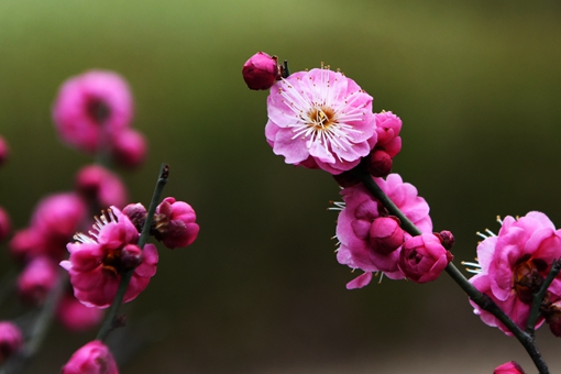 Chine: fleurs de prunier au Shandong