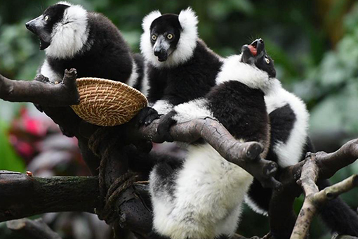 Chine : triplés varis noir et blanc dans un parc du Guangdong