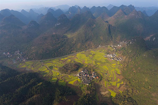 Chine: champs de fleurs de colza au Guangxi