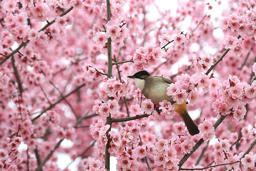 Des oiseaux et des fleurs dans le sud-ouest de la Chine