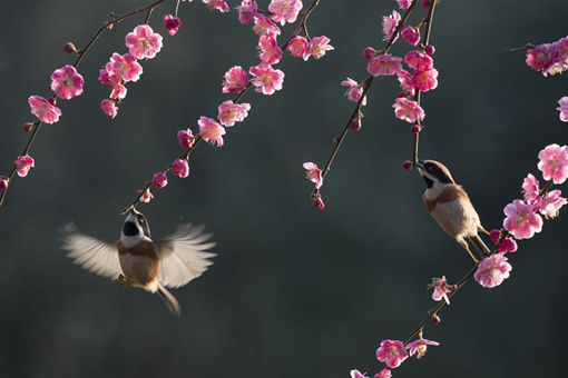 EN IMAGES: des oiseaux et des fleurs