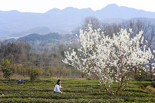 Plantation de thé dans le nord-ouest de la Chine