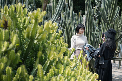 Chine: plantes succulentes dans le Jardin botanique de Xiamen