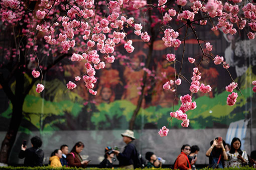 Chine: fleurs de cerisier à Kunming