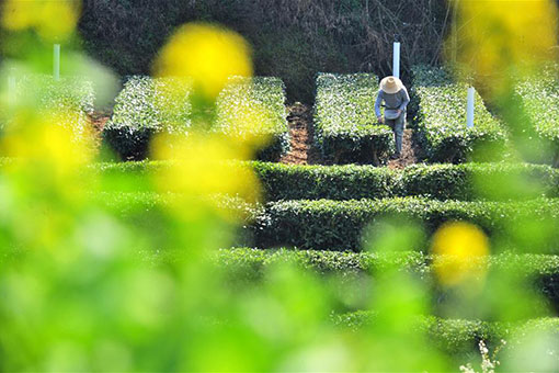 Chine: travaux agricoles au début du printemps