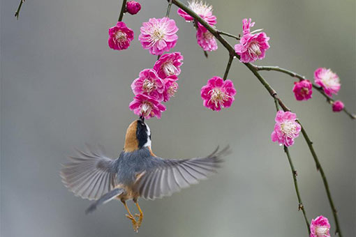Oiseaux et fleurs dans l'est de la Chine