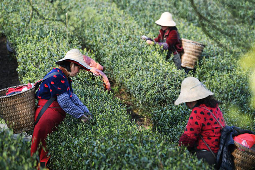 Récolte du thé dans le sud-ouest de la Chine