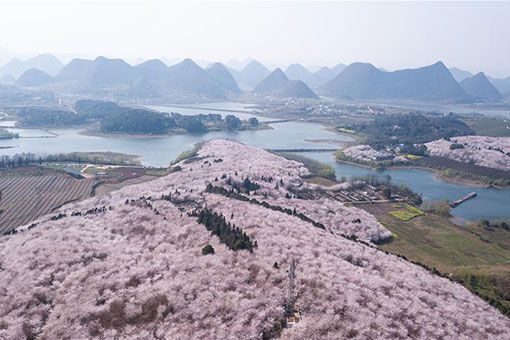 Chine : floraison de cerisiers dans le sud-ouest