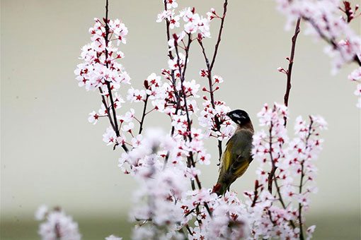 Chine : oiseaux et fleurs dans le sud-ouest