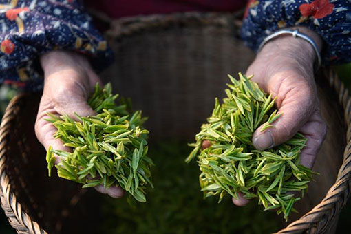Chine : récolte du thé dans le Zhejiang
