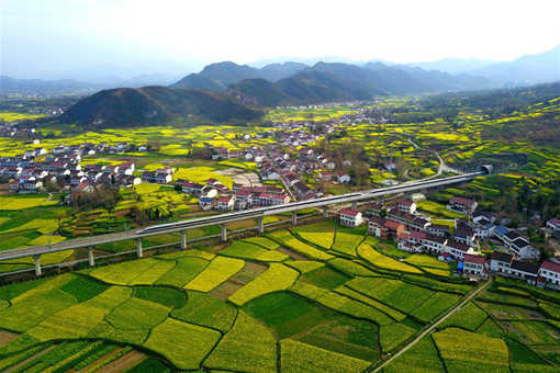 Trains en passant des champs de fleurs de colza dans le nord-ouest de la Chine