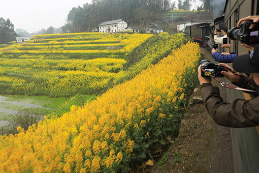 Chine : train à vapeur dans des champs de colza en fleurs
