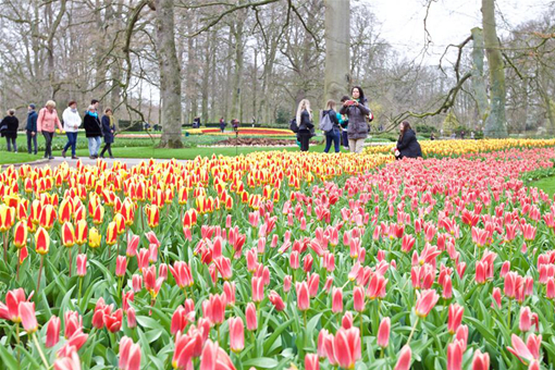 Tulipes dans le parc de Keukenhof aux Pays-Bas