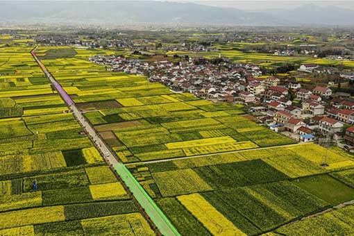 Chine : champs de colza dans le nord-ouest