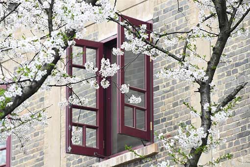 Chine : cerisiers en fleurs à Wuhan