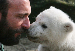 Mort de l'ours polaire Knut au zoo de Berlin