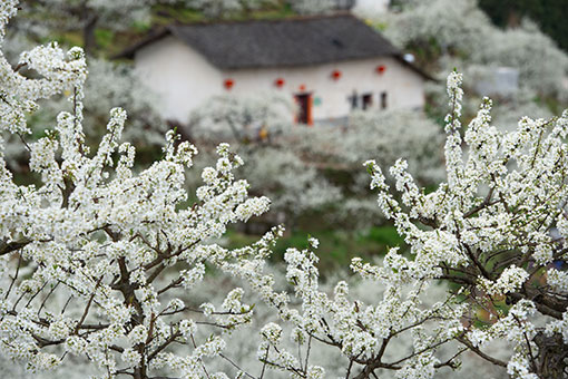 Fleurs de prunier dans le centre de la Chine