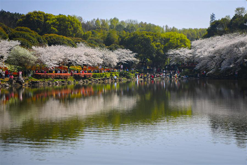 Chine : cerisiers en fleur dans la province du Hunan