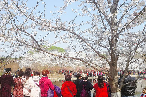 Cerisiers en fleurs à Beijing