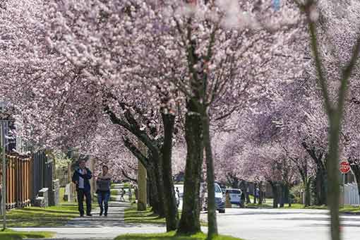 Cerisiers en fleurs à Vancouver