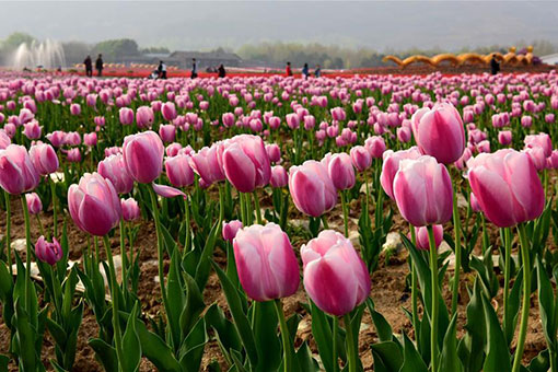 Chine: jardin de tulipes dans le centre