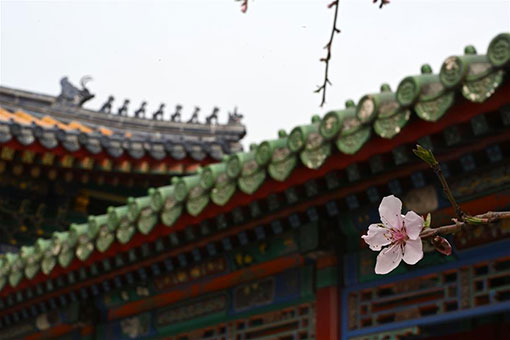 Chine: fleurs au Musée du Palais à Beijing