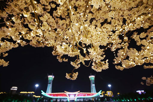 Chine: cerisiers en fleurs au Shandong