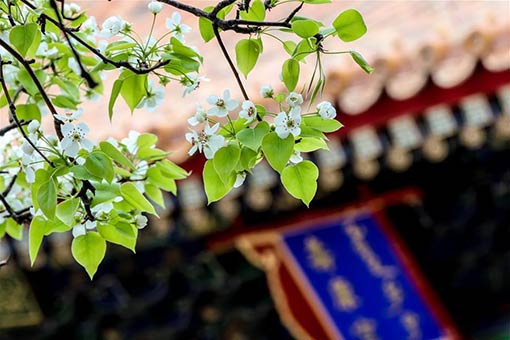 Fleurs dans la Cité Interdite à Beijing