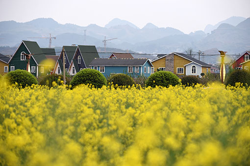 Champs de colza en fleurs dans le sud-ouest de la Chine