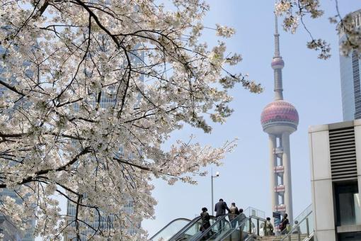 Fleurs de cerisiers à Shanghai