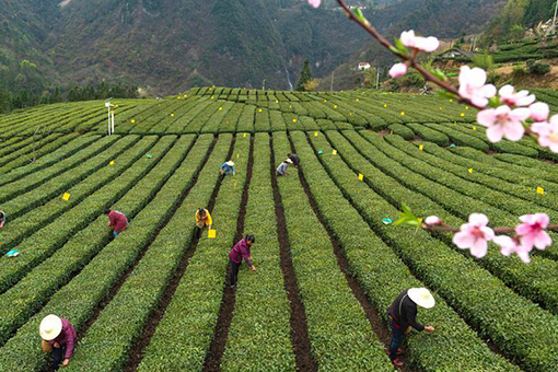 Chine : récolte du thé dans le centre du pays