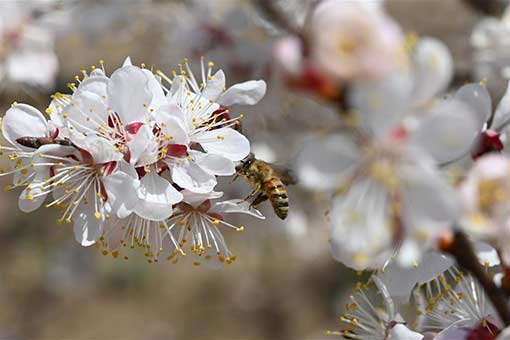 Fleurs d'abricotier épanouies dans le nord-ouest de la Chine