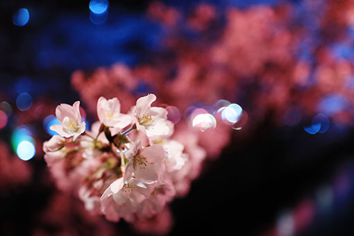 Japon: fleurs de cerisier à Tokyo
