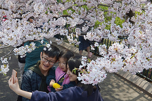 Cerisiers en fleurs à Qingdao