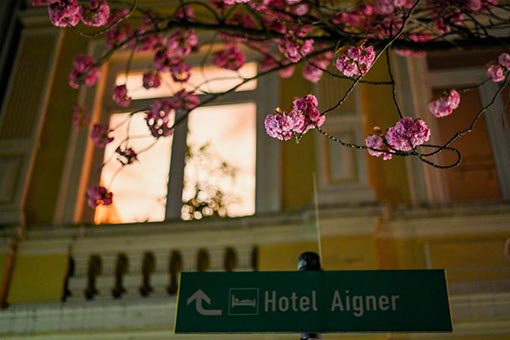 Cerisiers en fleurs dans une rue en Allemagne