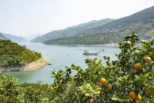 Chine : orangers dans la province du Huebi