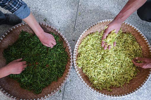 Développement de l'industrie du thé dans l'est de la Chine