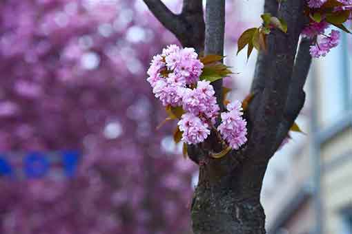 Allemagne: cerisiers en fleurs dans la rue Breite à Bonn