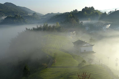 Une plantation de thé enveloppée par le brouillard dans le centre de la Chine