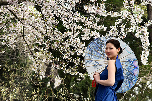 Chine: fleurs de cerisier dans un parc à Qingdao