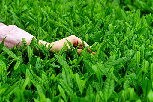Chine : une plantation de thé écologique à Wuyishan